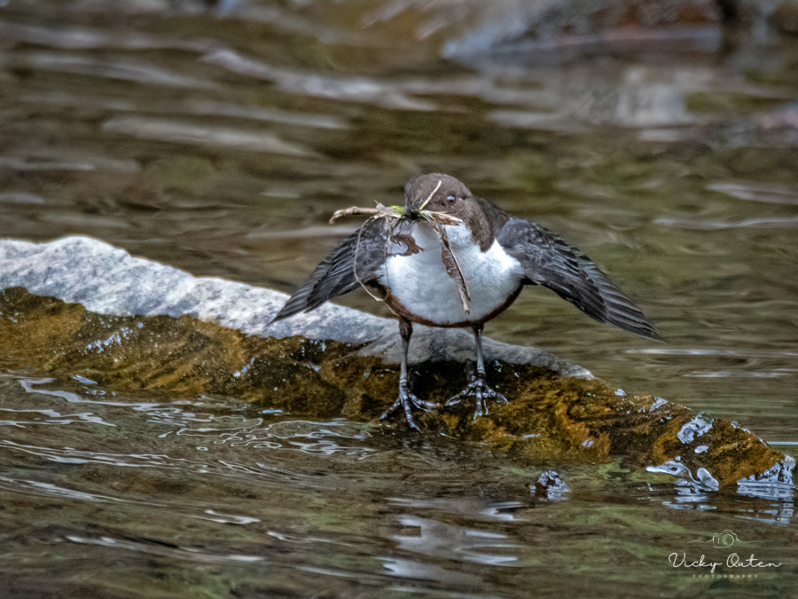 Dipper about to fly off