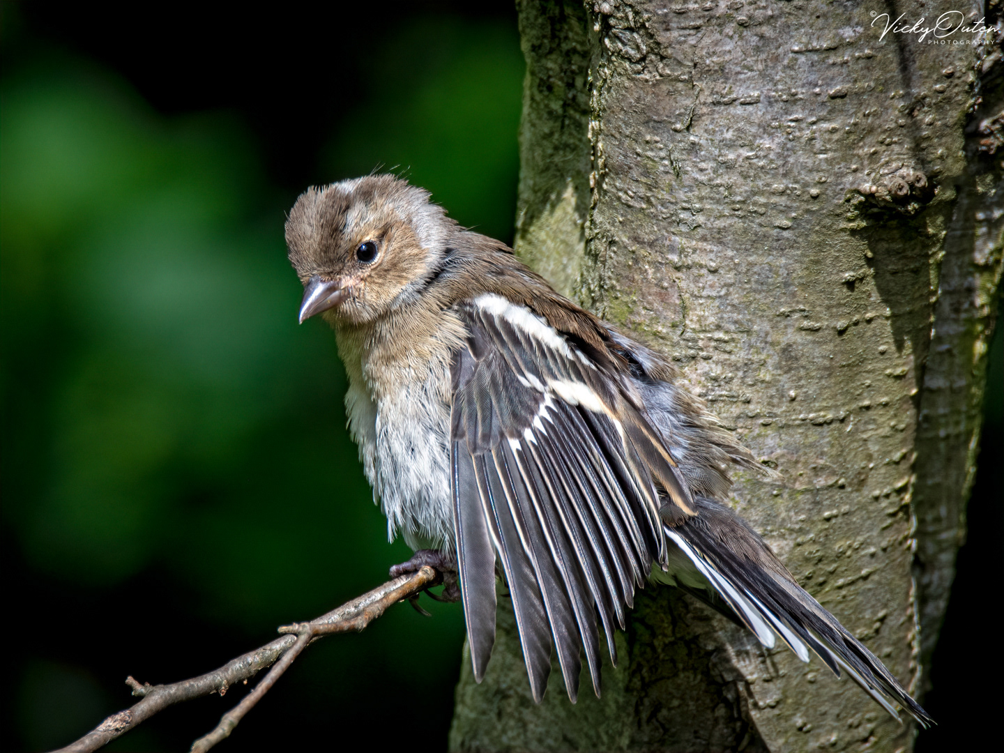 Female chaffinch sunning herself