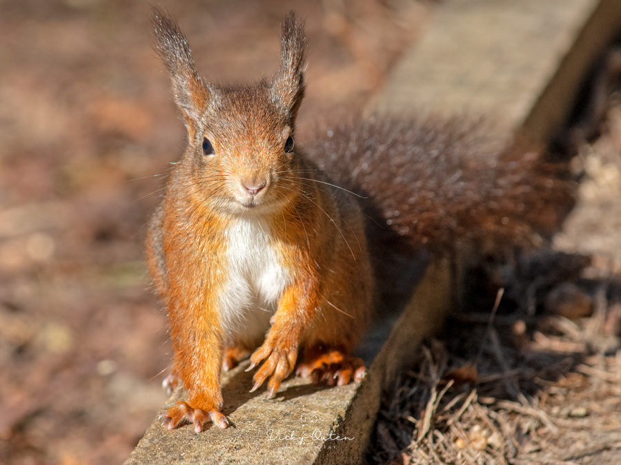 Red squirrel
