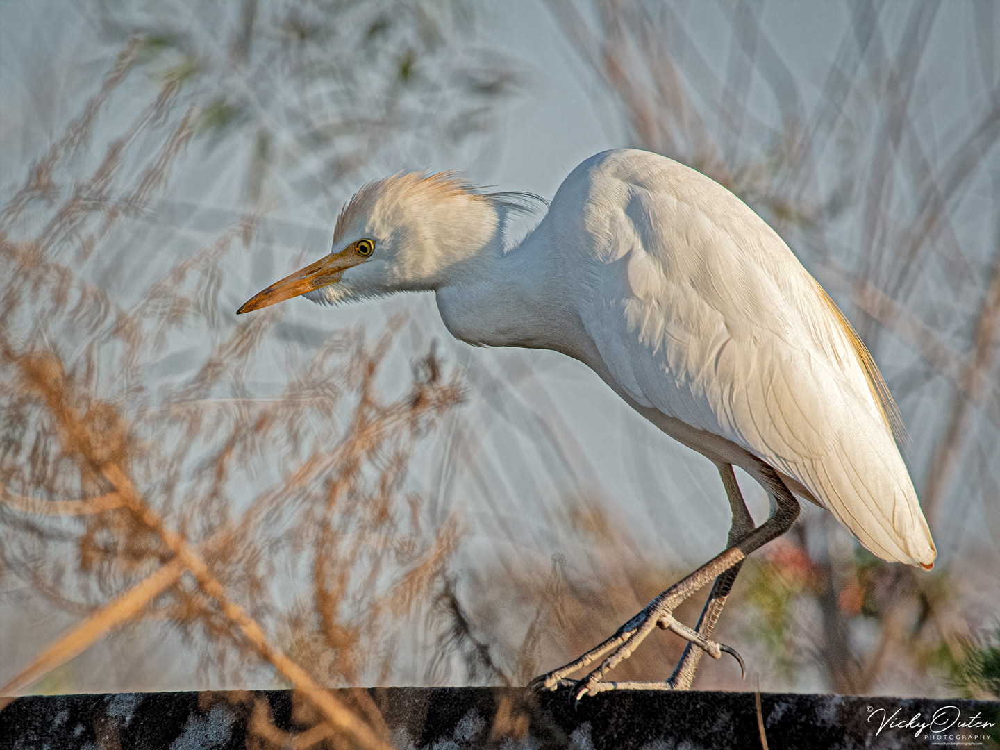 Cattle egret