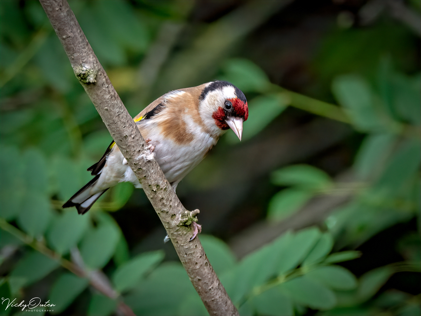Goldfinch