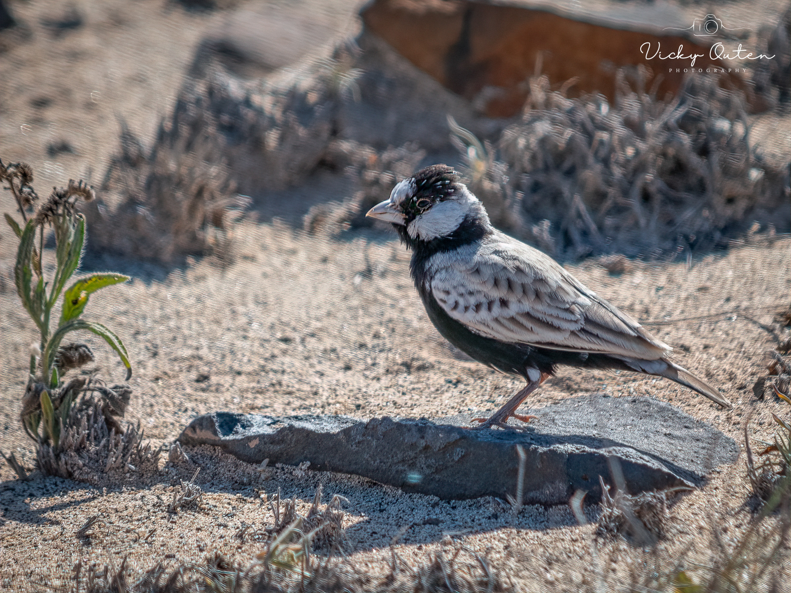 Male Black-crowned Sparrow Lark