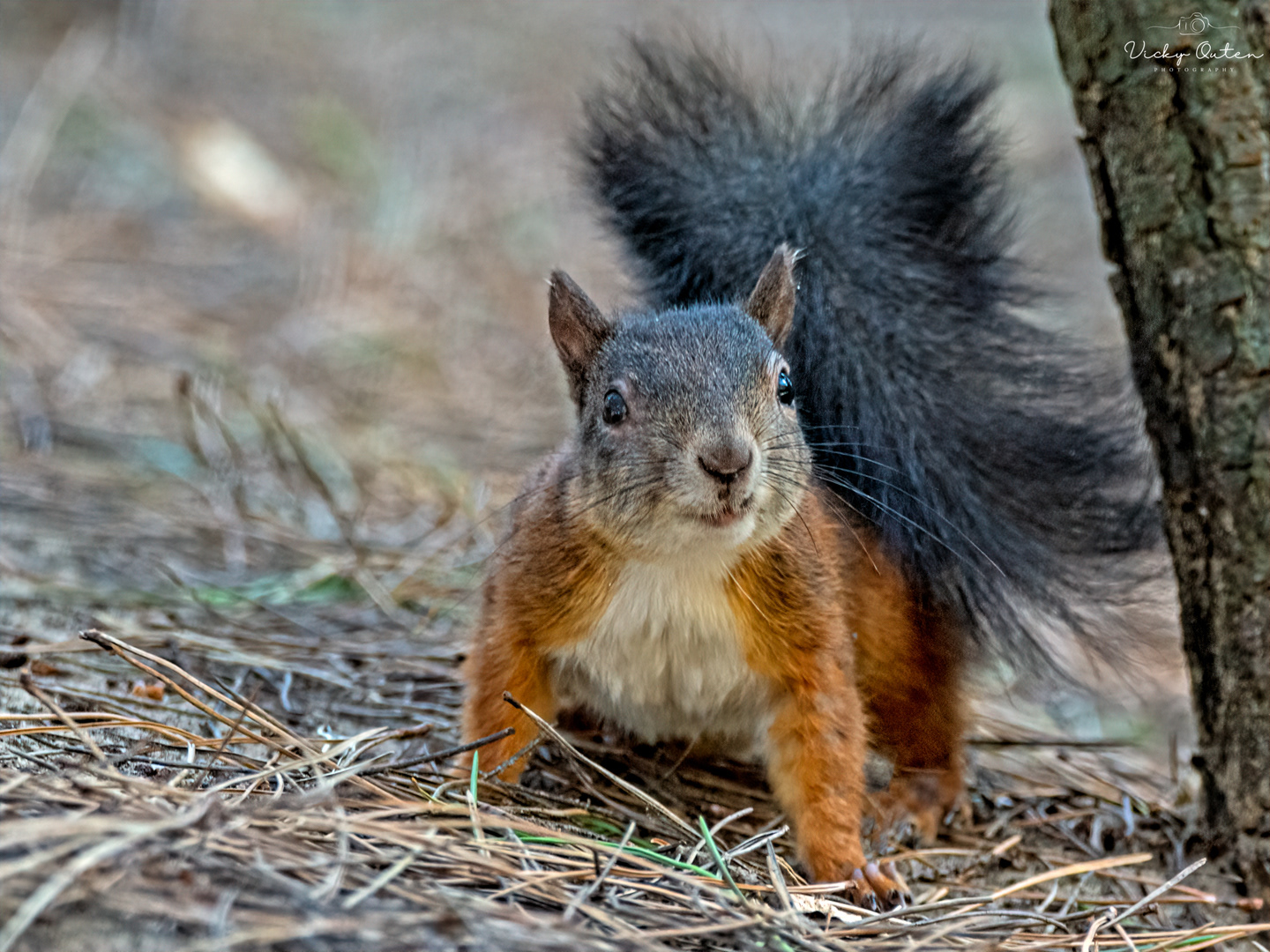 Red squirrel