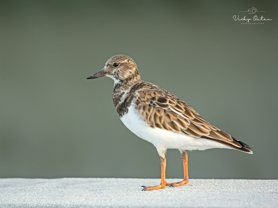Ruddy turnstone 