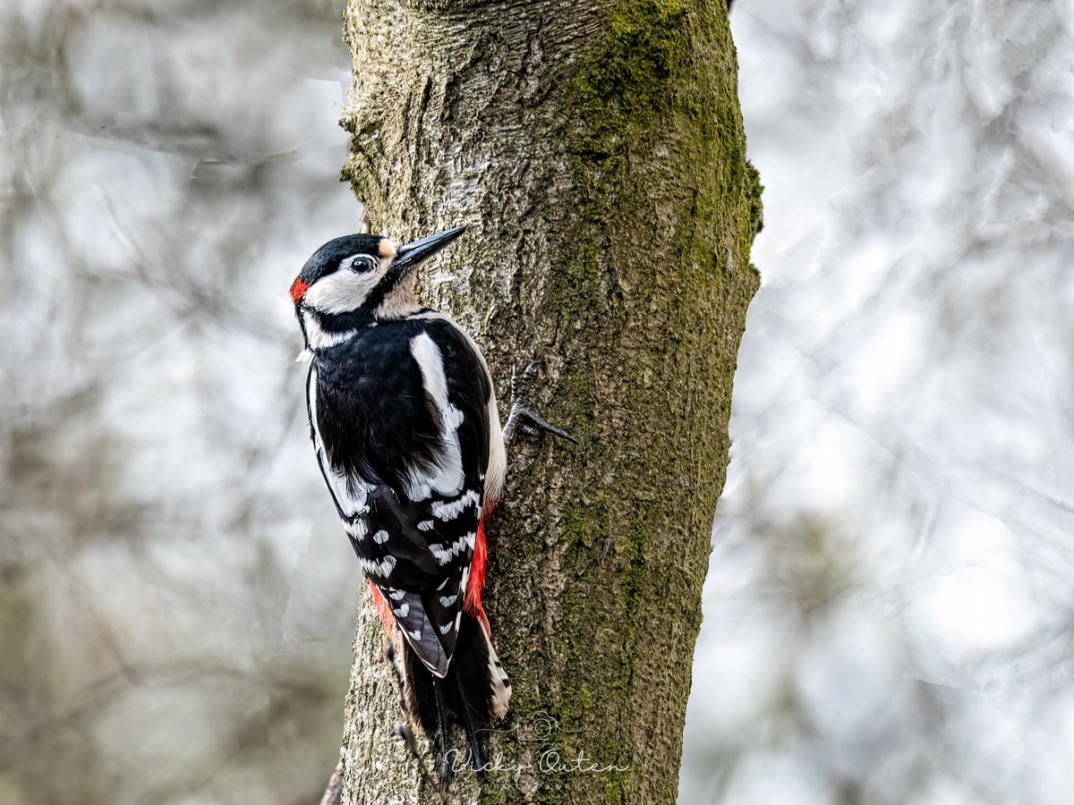 Great spotted woodpecker