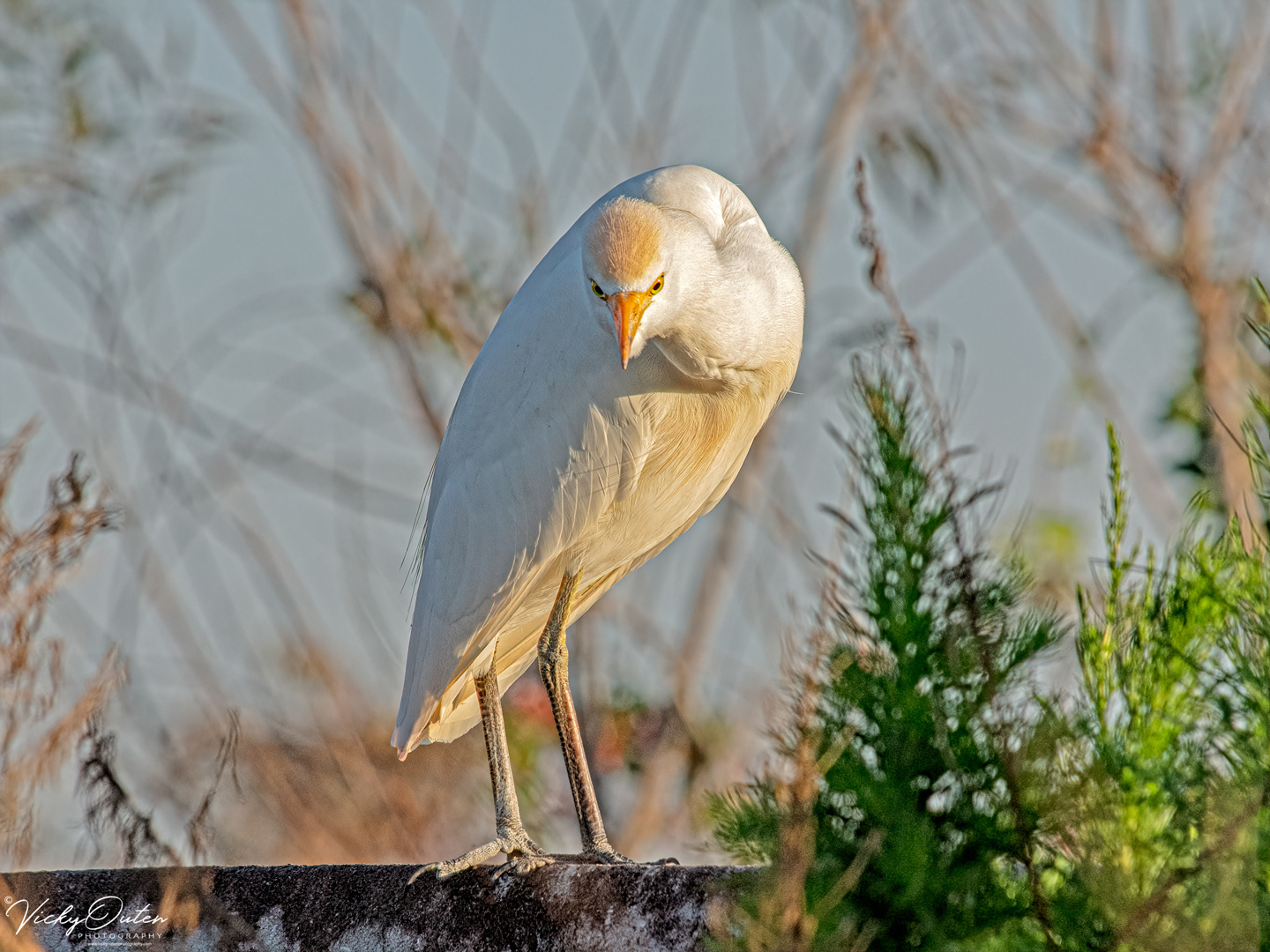 Cattle egret