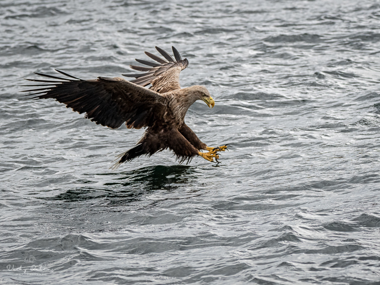 White-tailed sea eagle