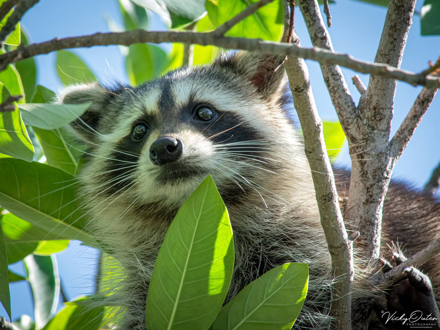 Raccoon
