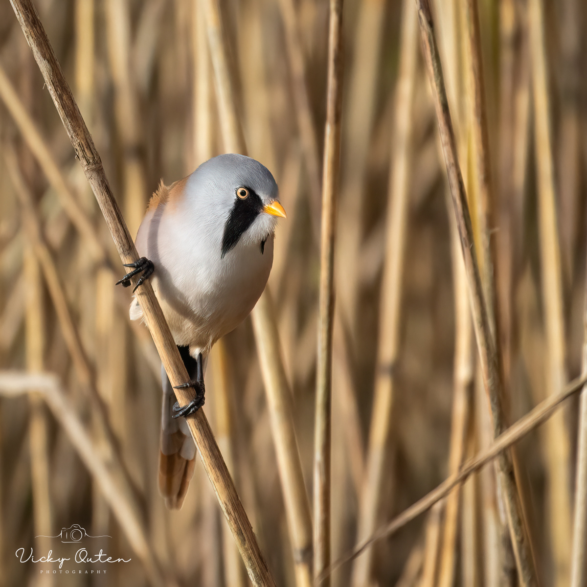 Male Bearded Tit