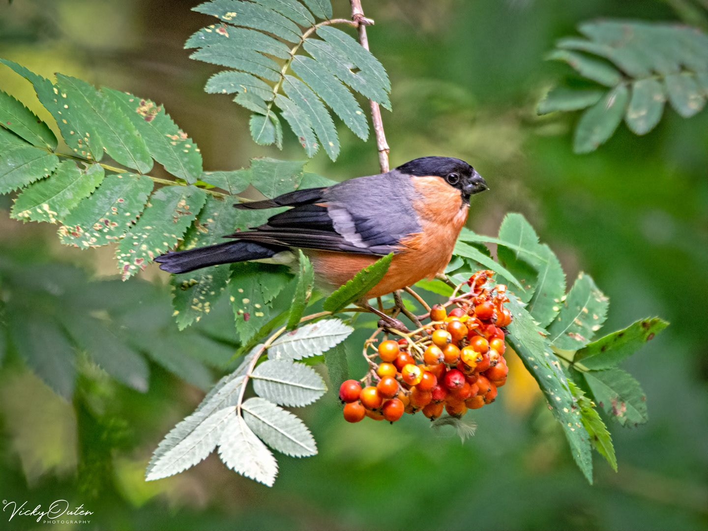 Male bullfinch