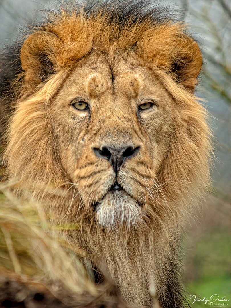 Male lion