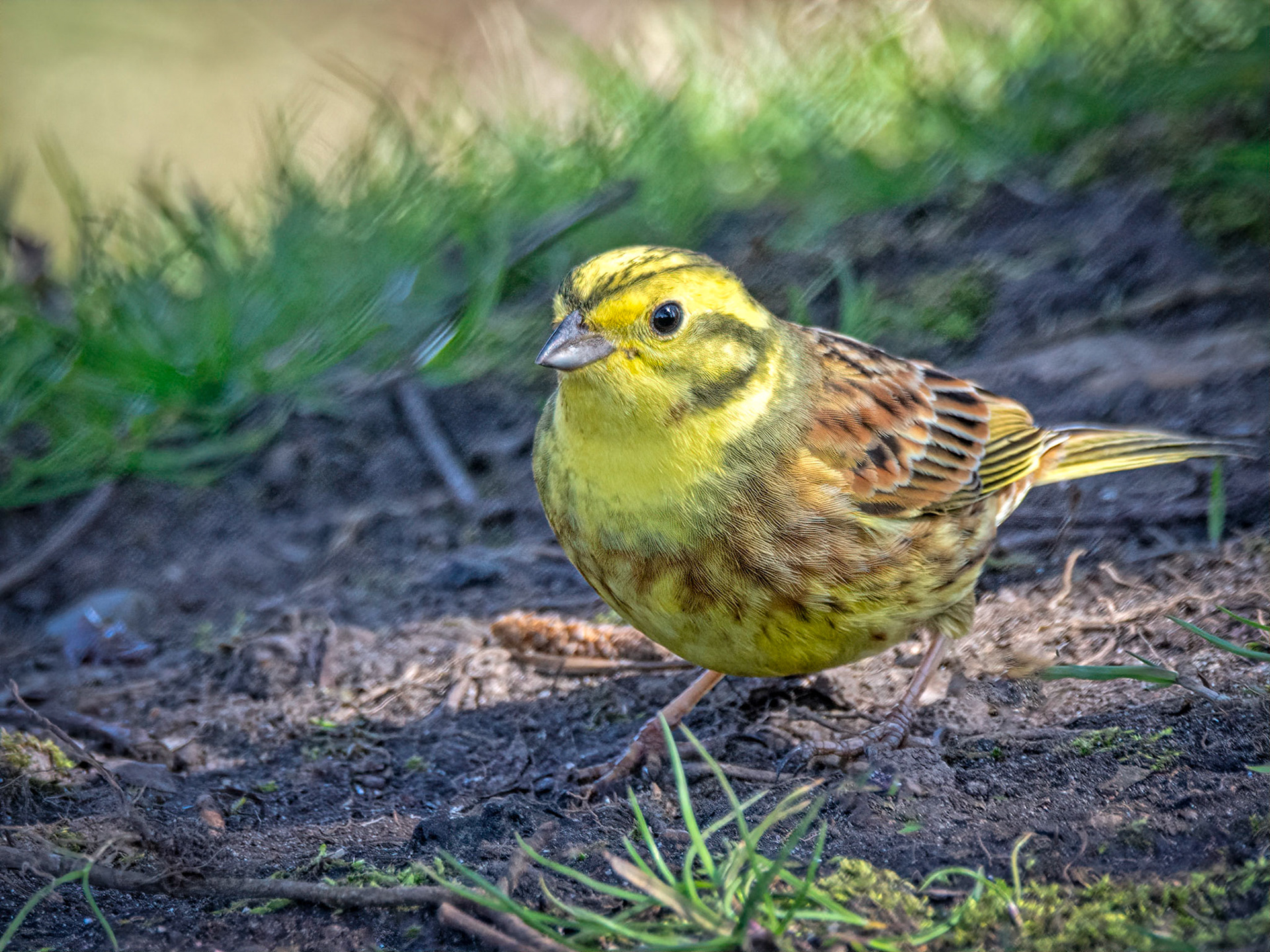 Yellowhammer