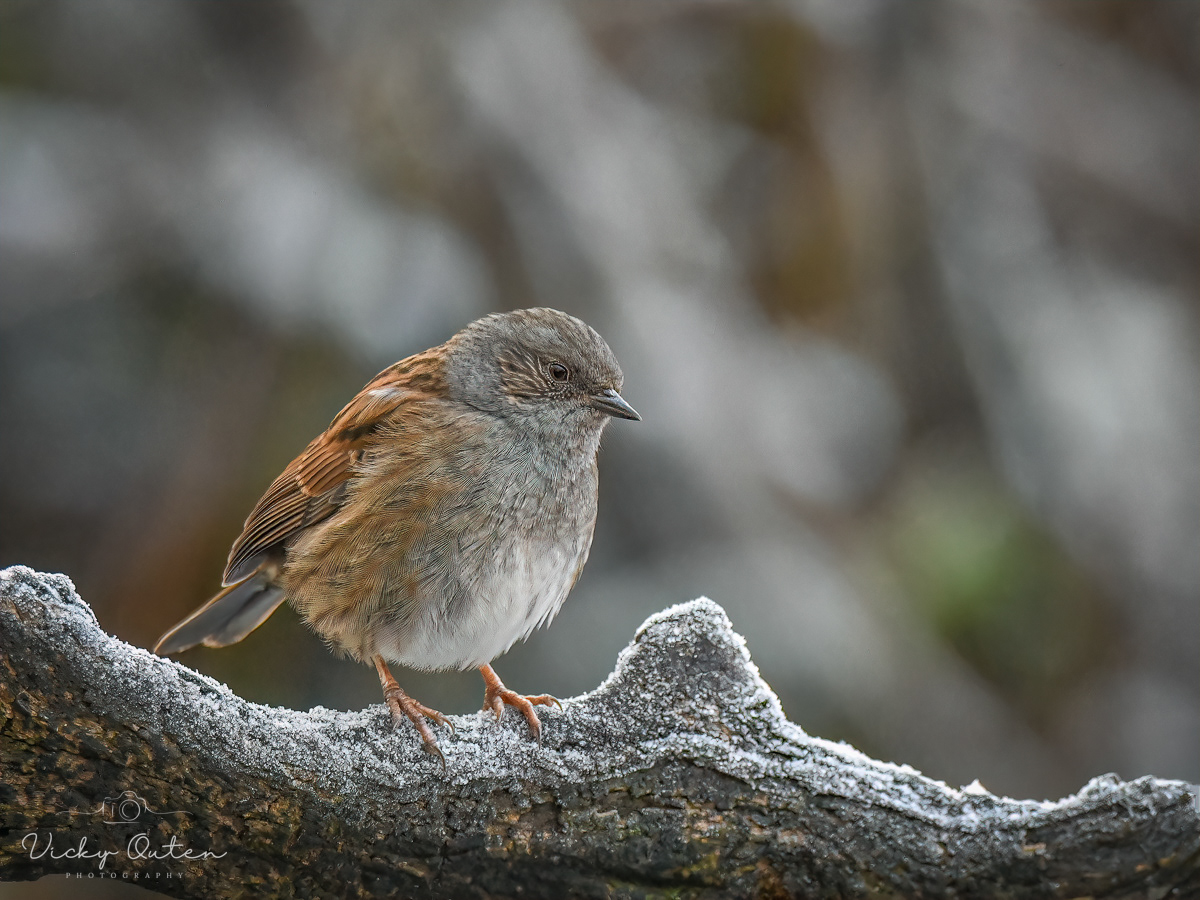 Dunnock / Hedge sparrow