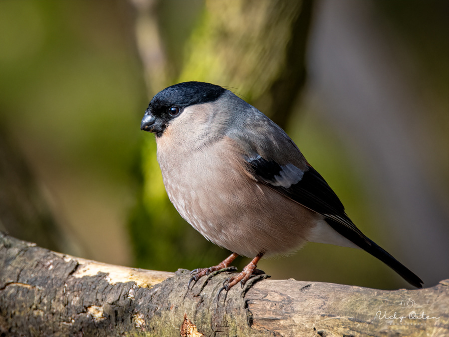Female bullfinch