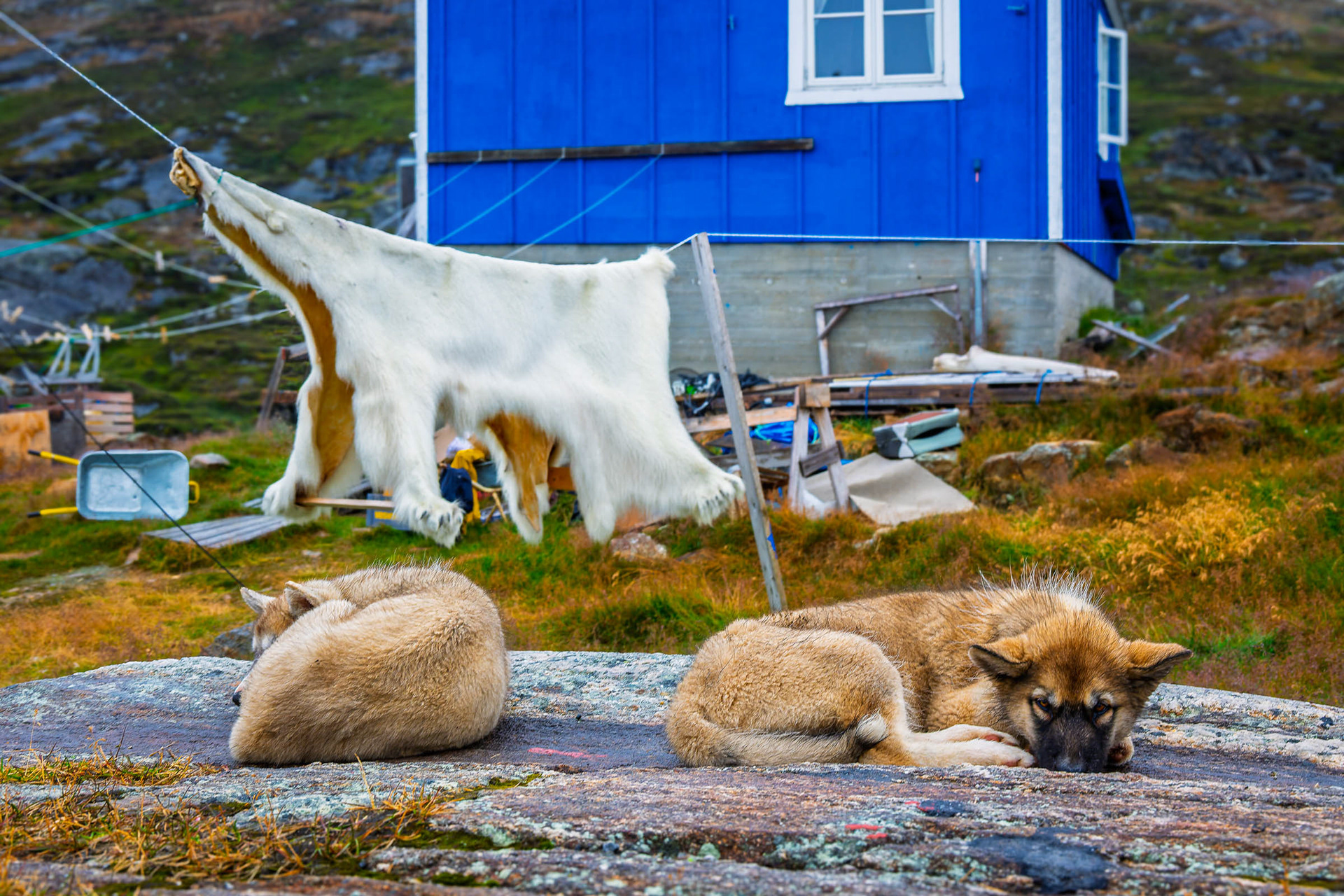 Chiots