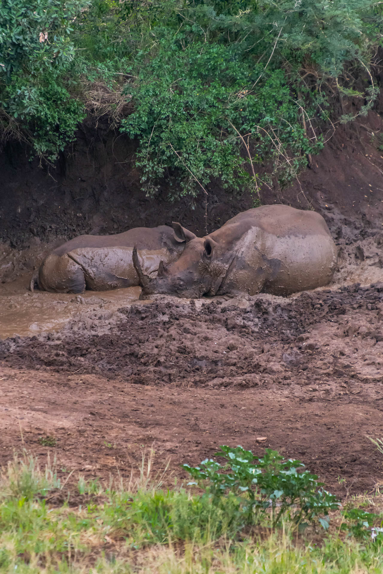 Femelle et jeune rhinocéros blancs