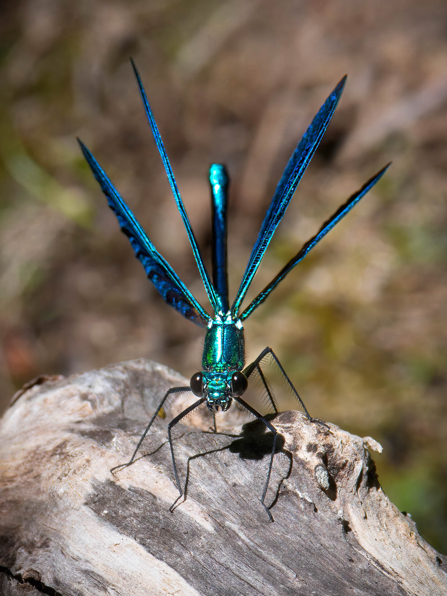 Calopteryx xanthostoma