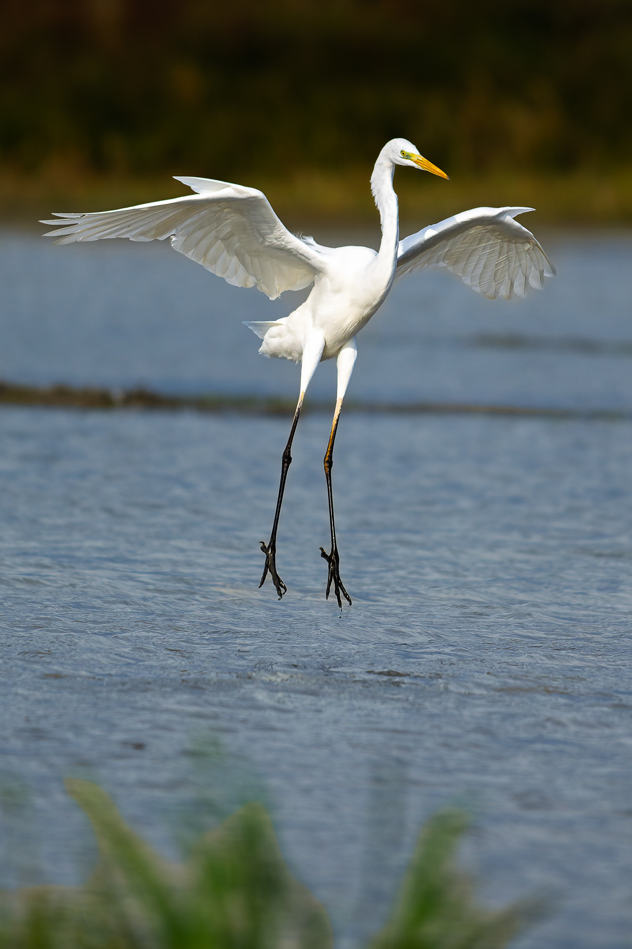 Grande aigrette