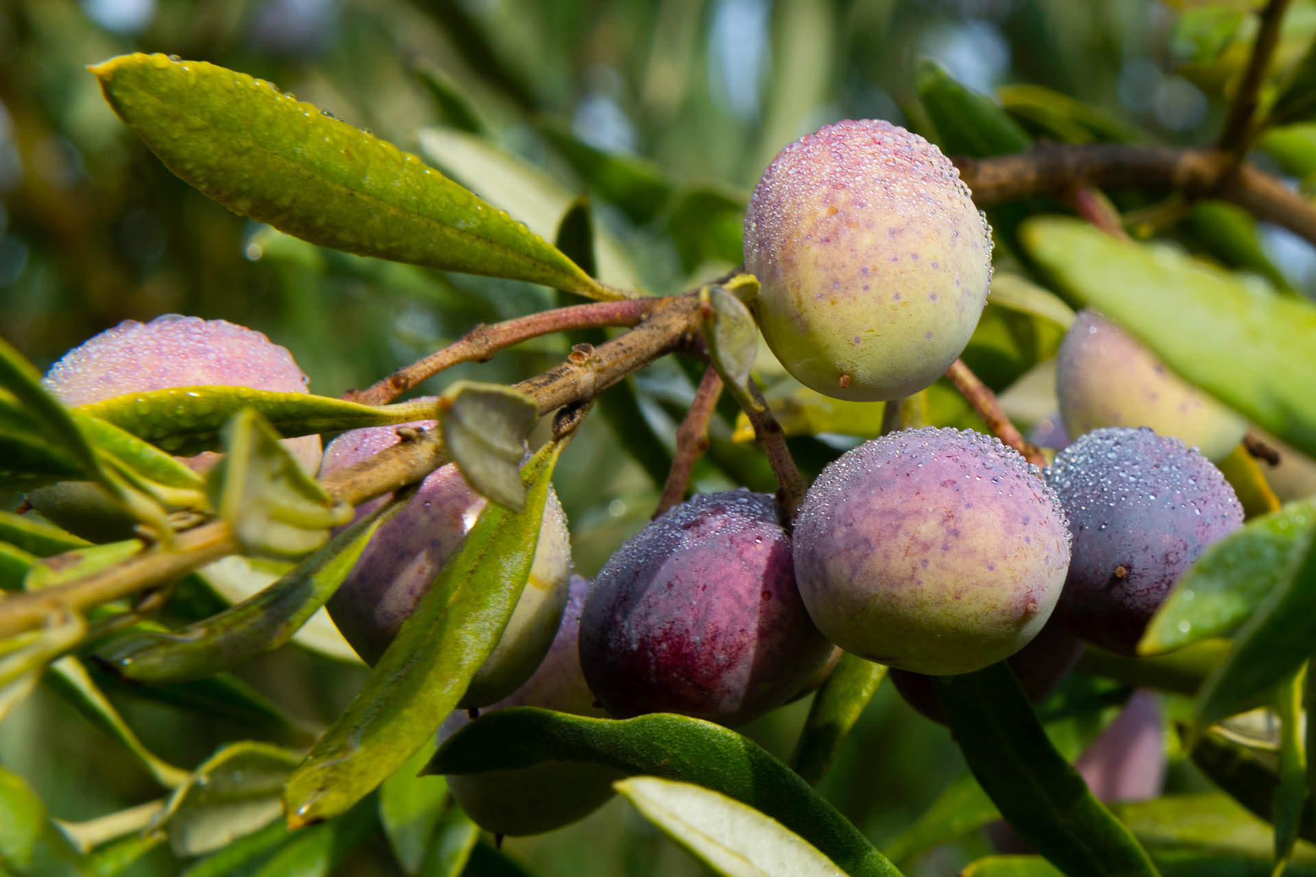 Olives