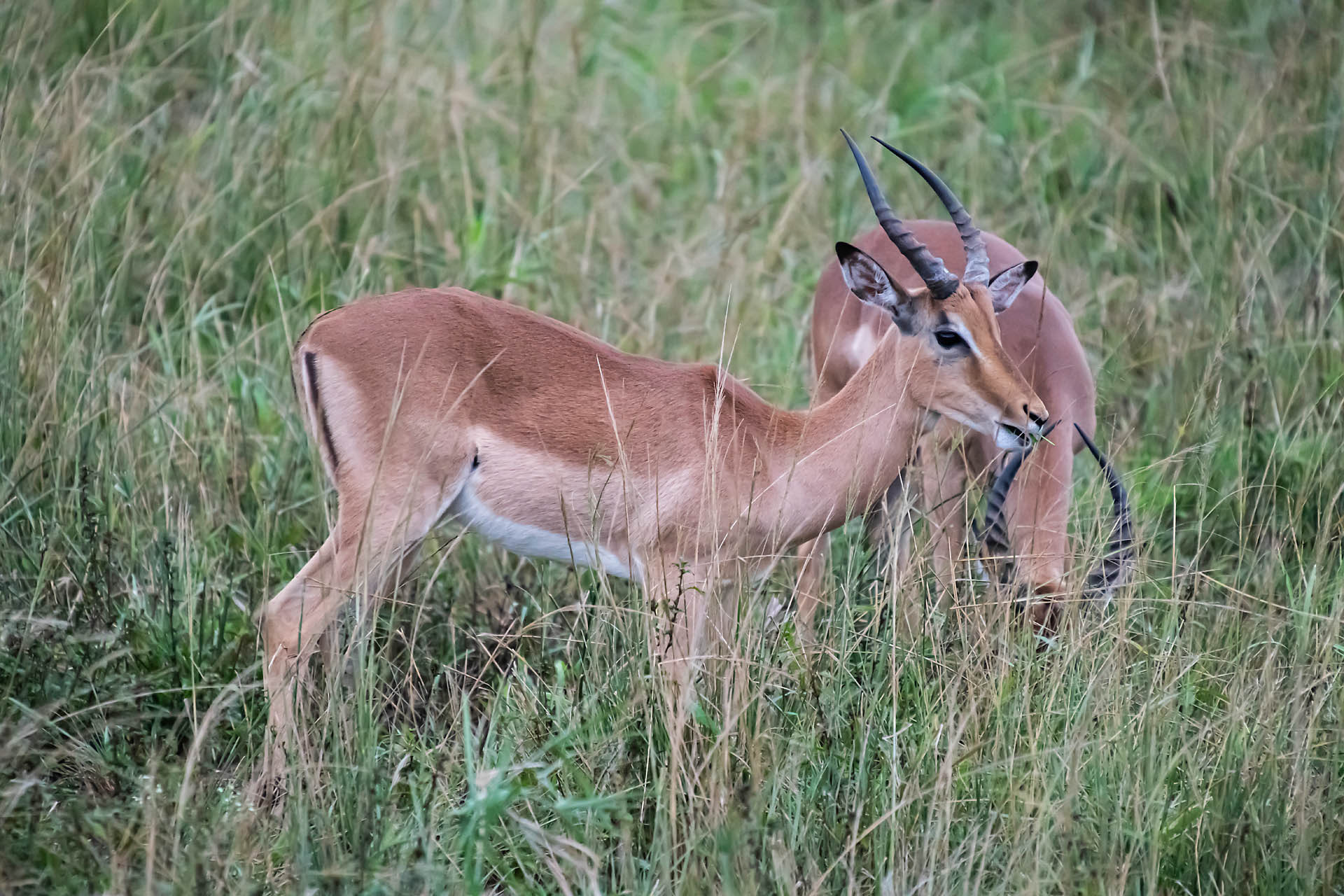 Impalas