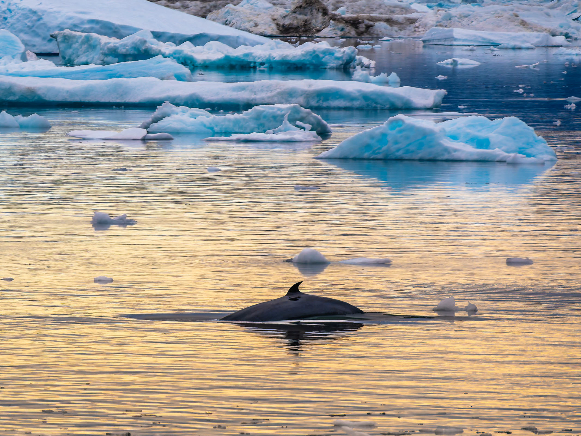 Rorqual
