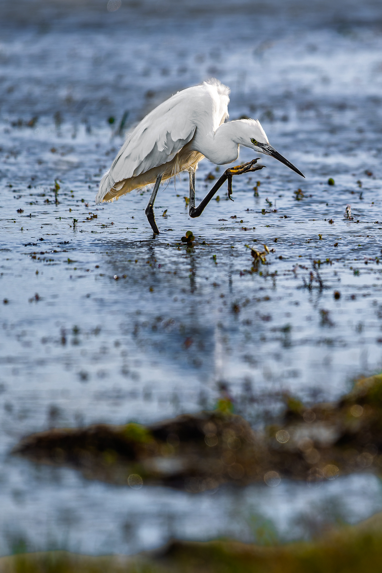 Aigrette garzette