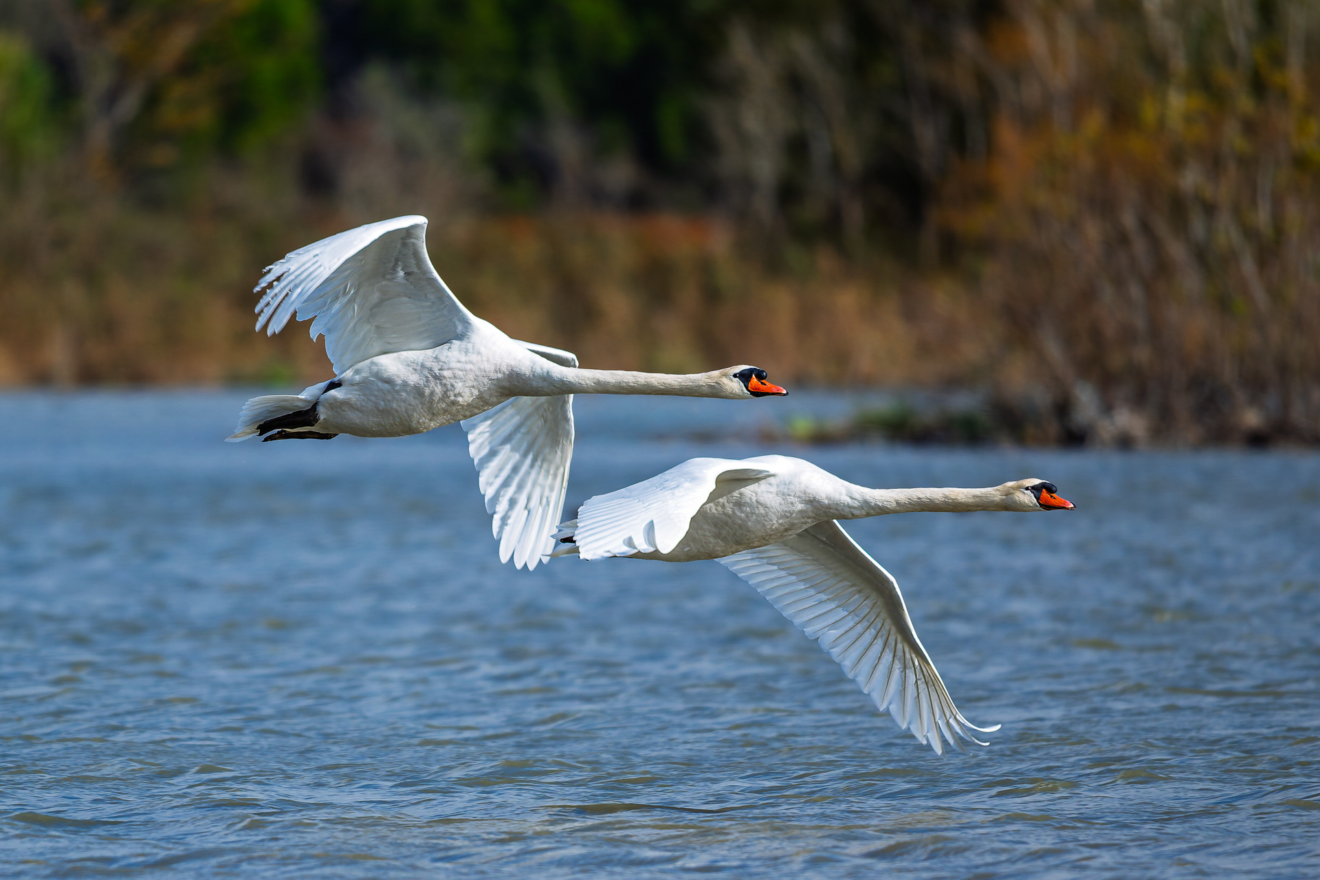 Cygnes