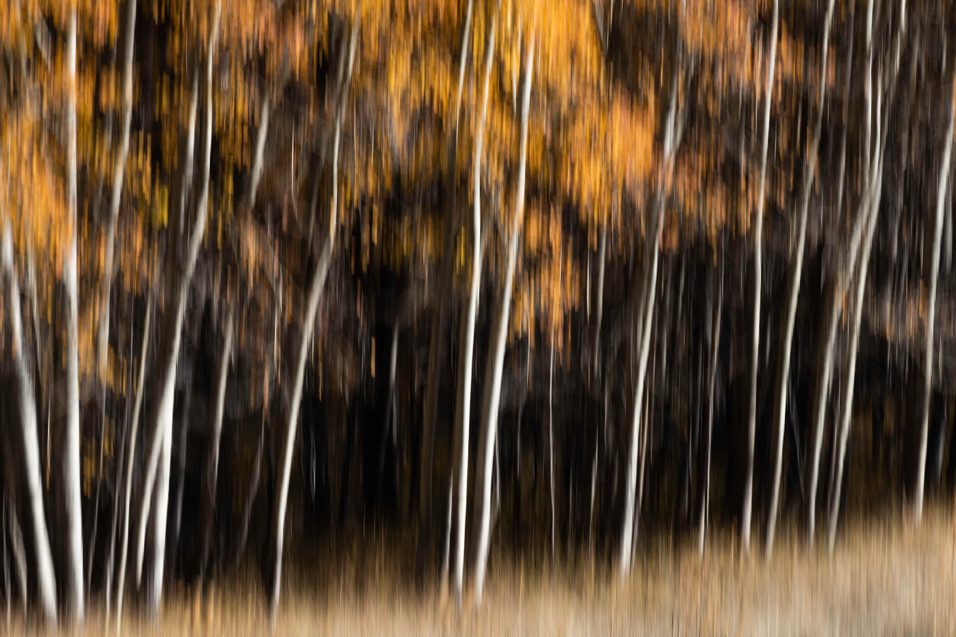 Automne en Ubaye (Coulet de Sérenne, France)