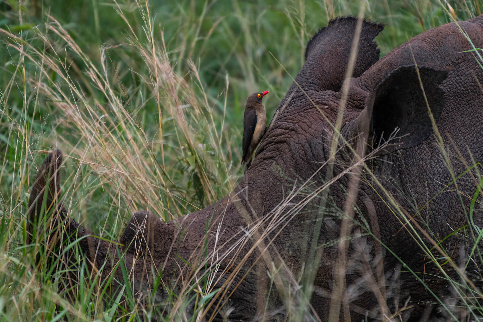 Buphagus et rhinocéros blanc