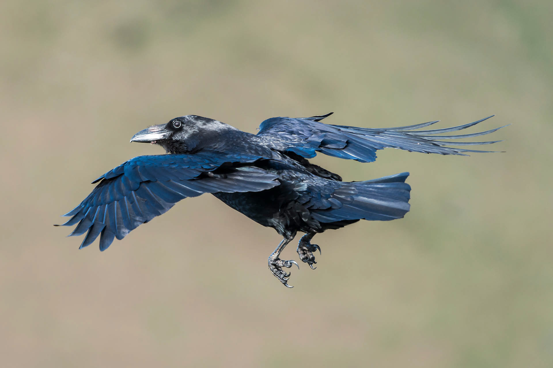 Grand corbeau