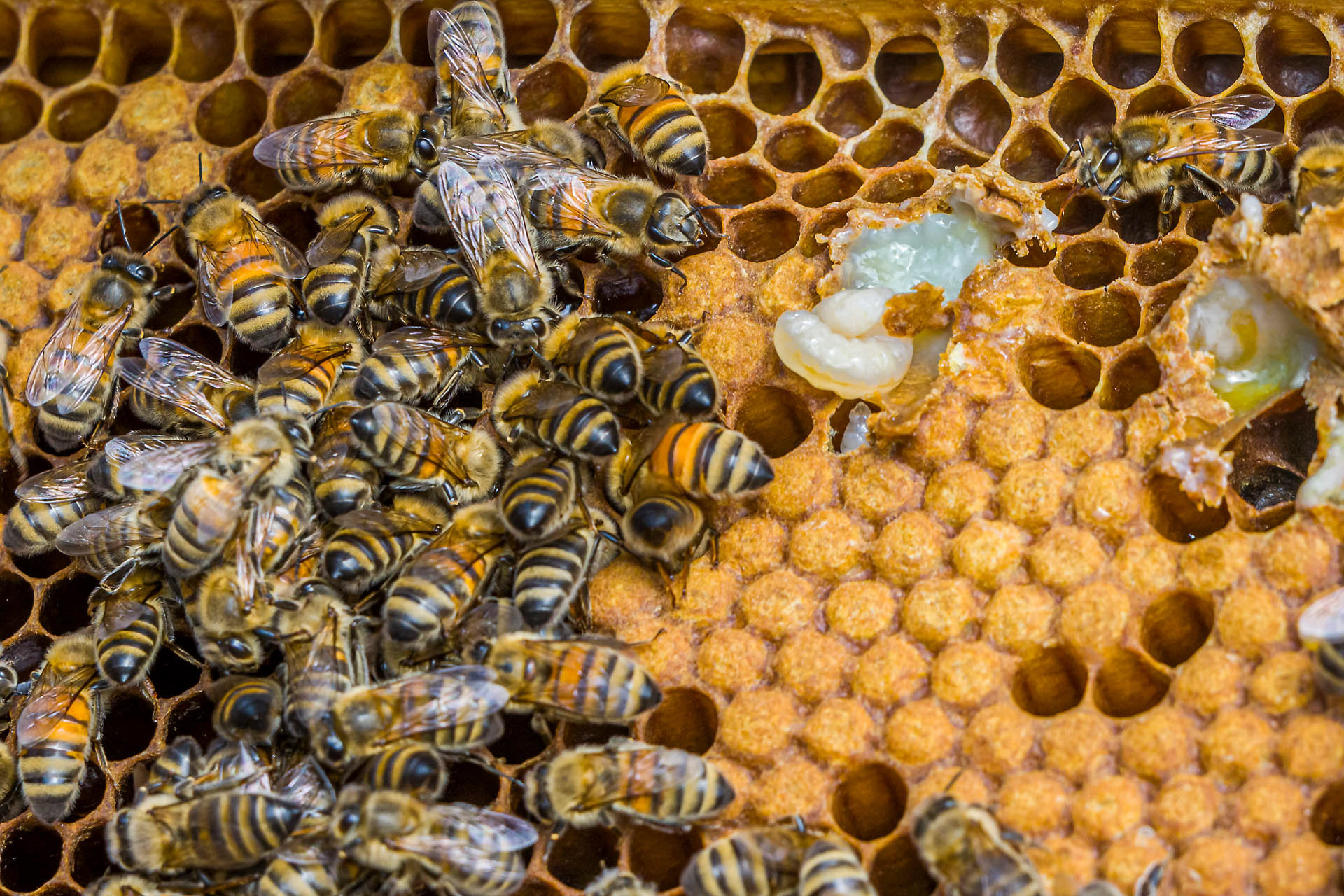 Larve de reine et gelée royale