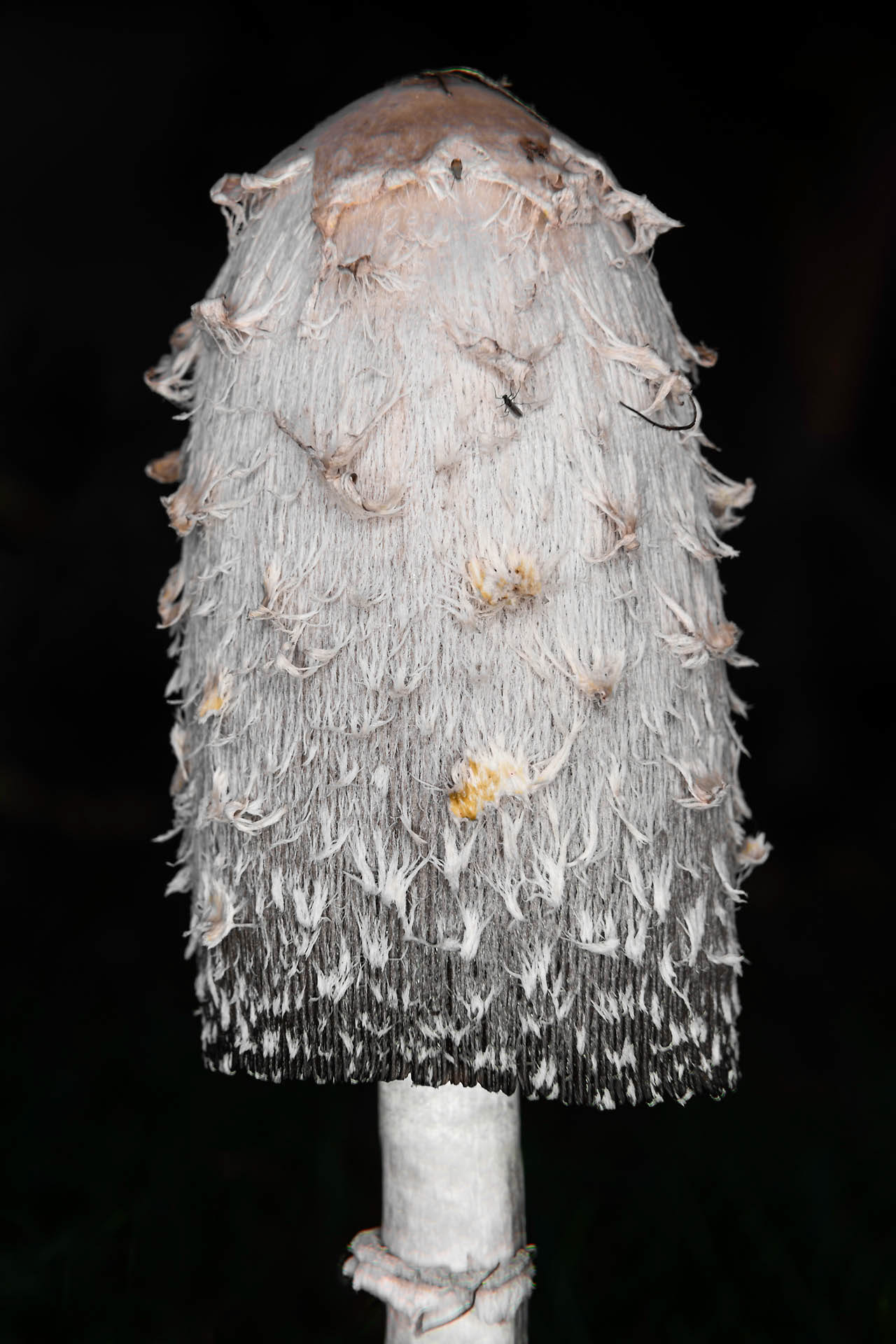 Agaricaceae