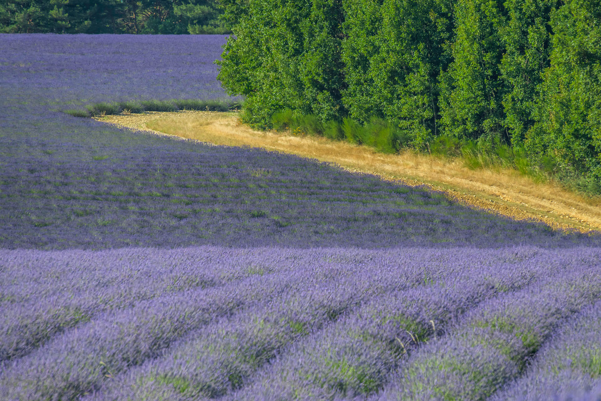 Entre Ferrassières et Revest du Bion