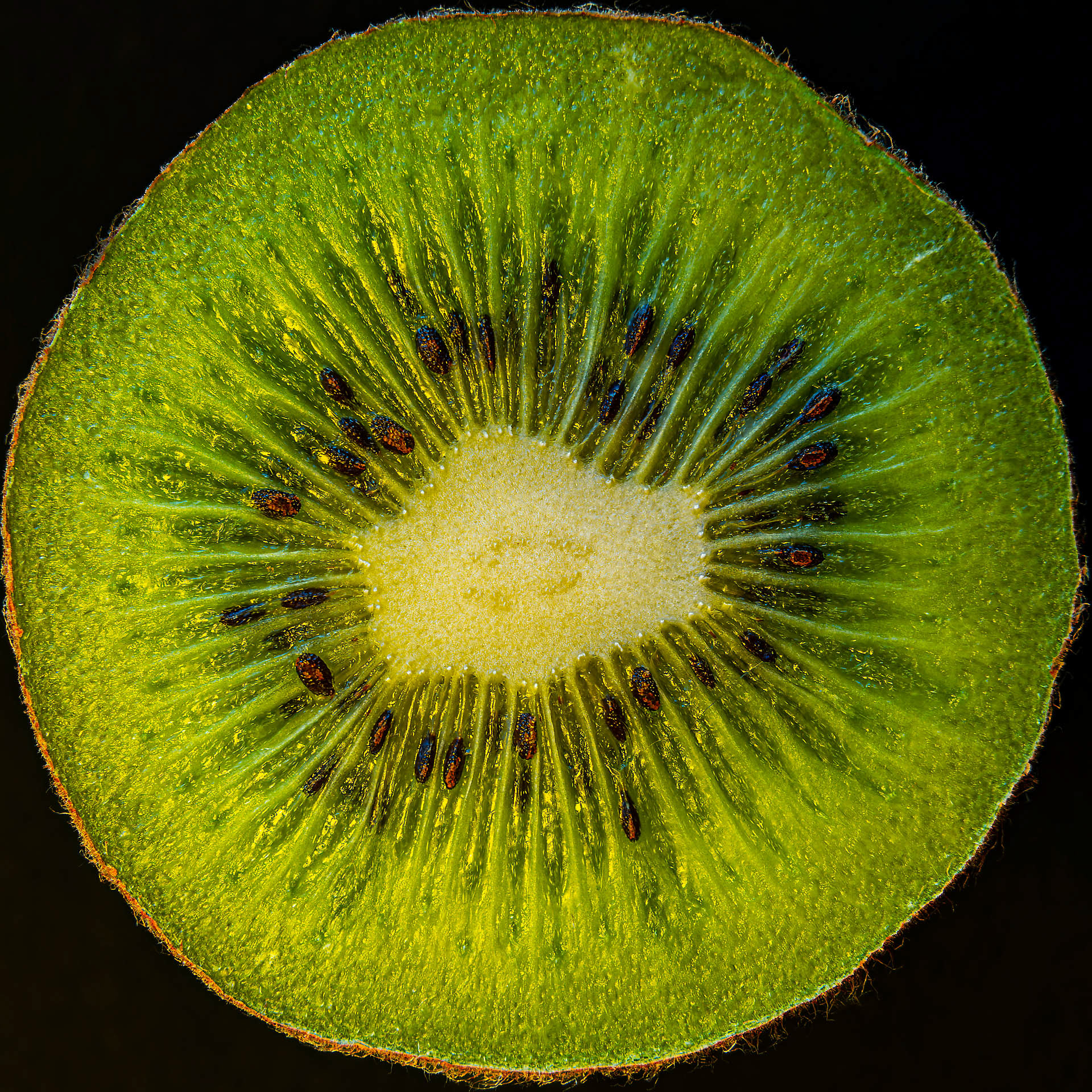Kiwi