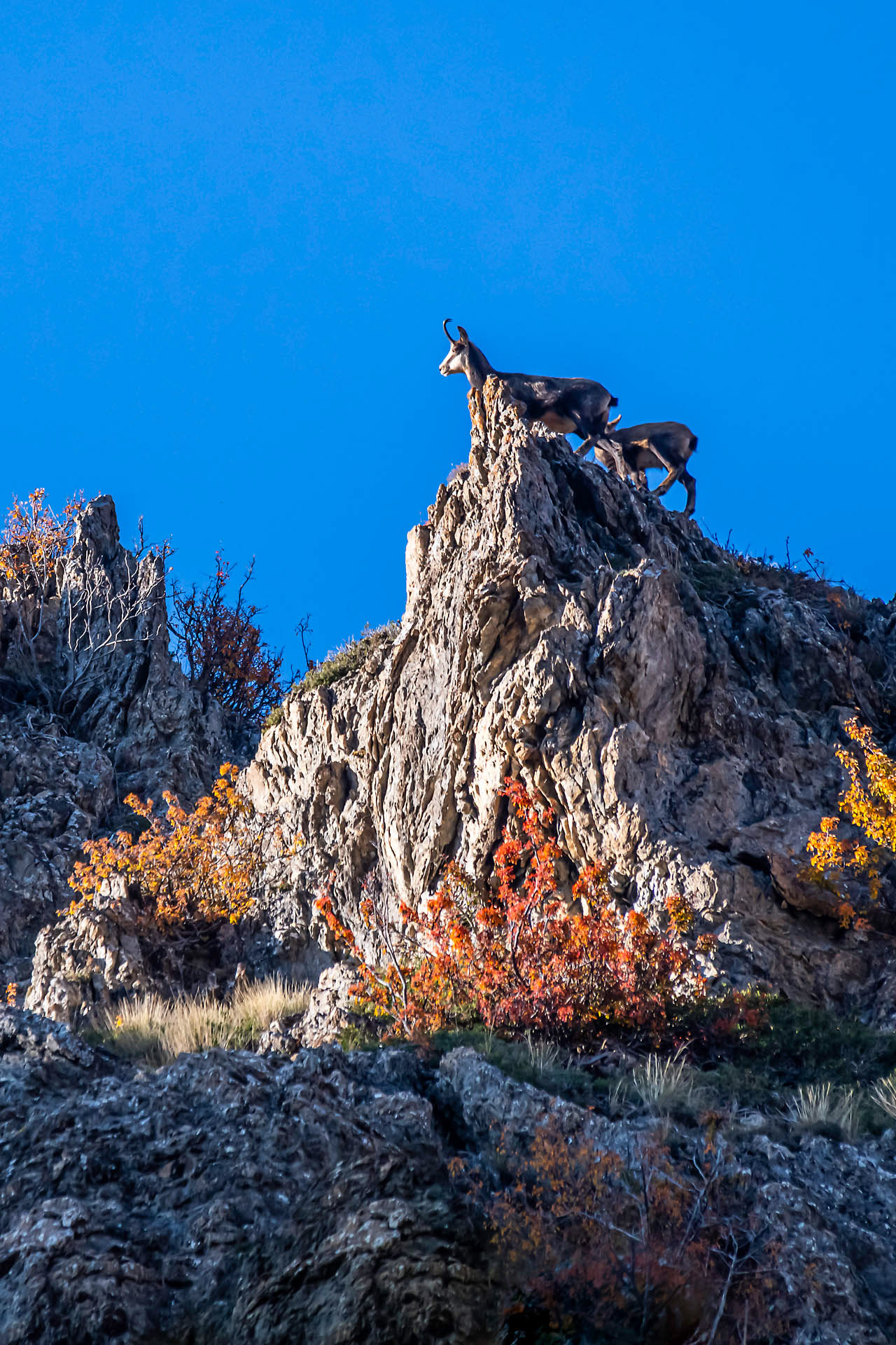 Femelle chamois et son petit