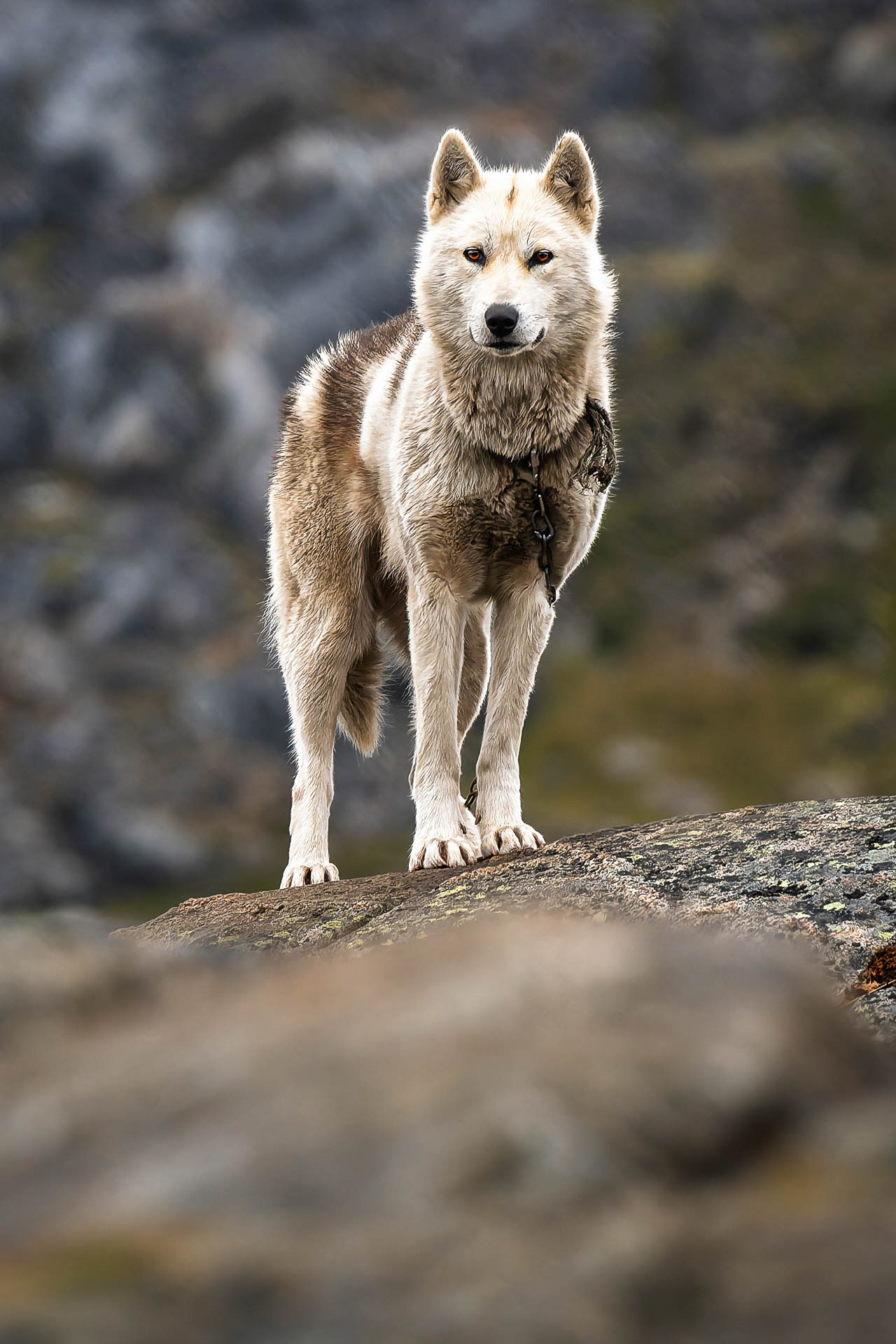 Chien du Groenland *