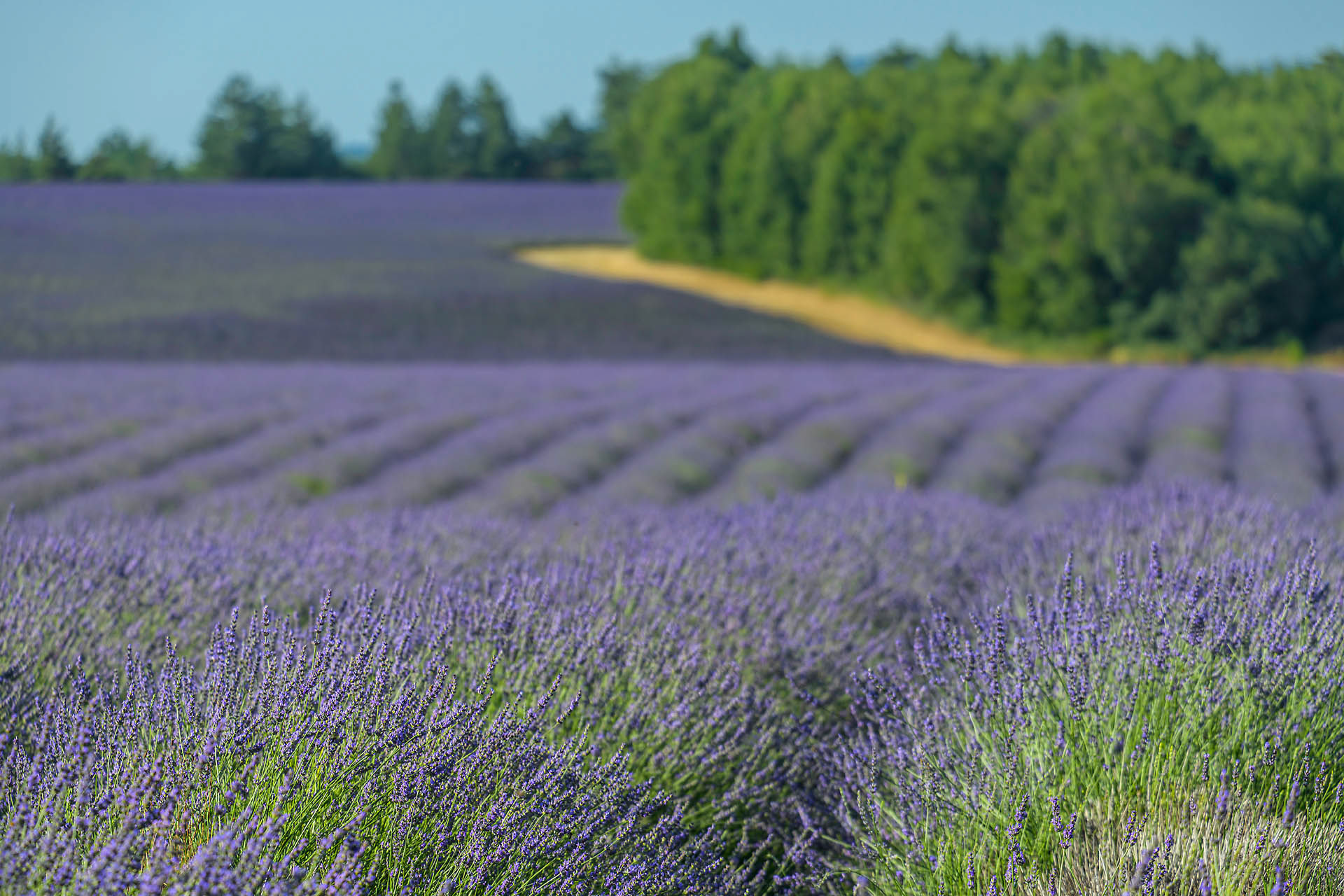 Entre Ferrassières et Revest du Bion