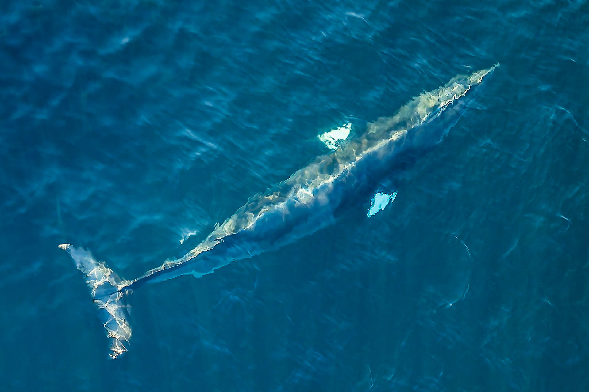 Baleine à bosse