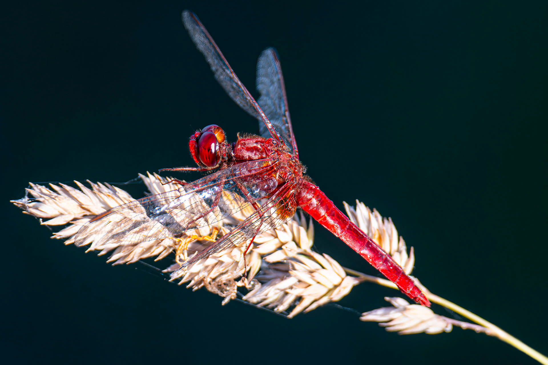 Crocothemis erythraea