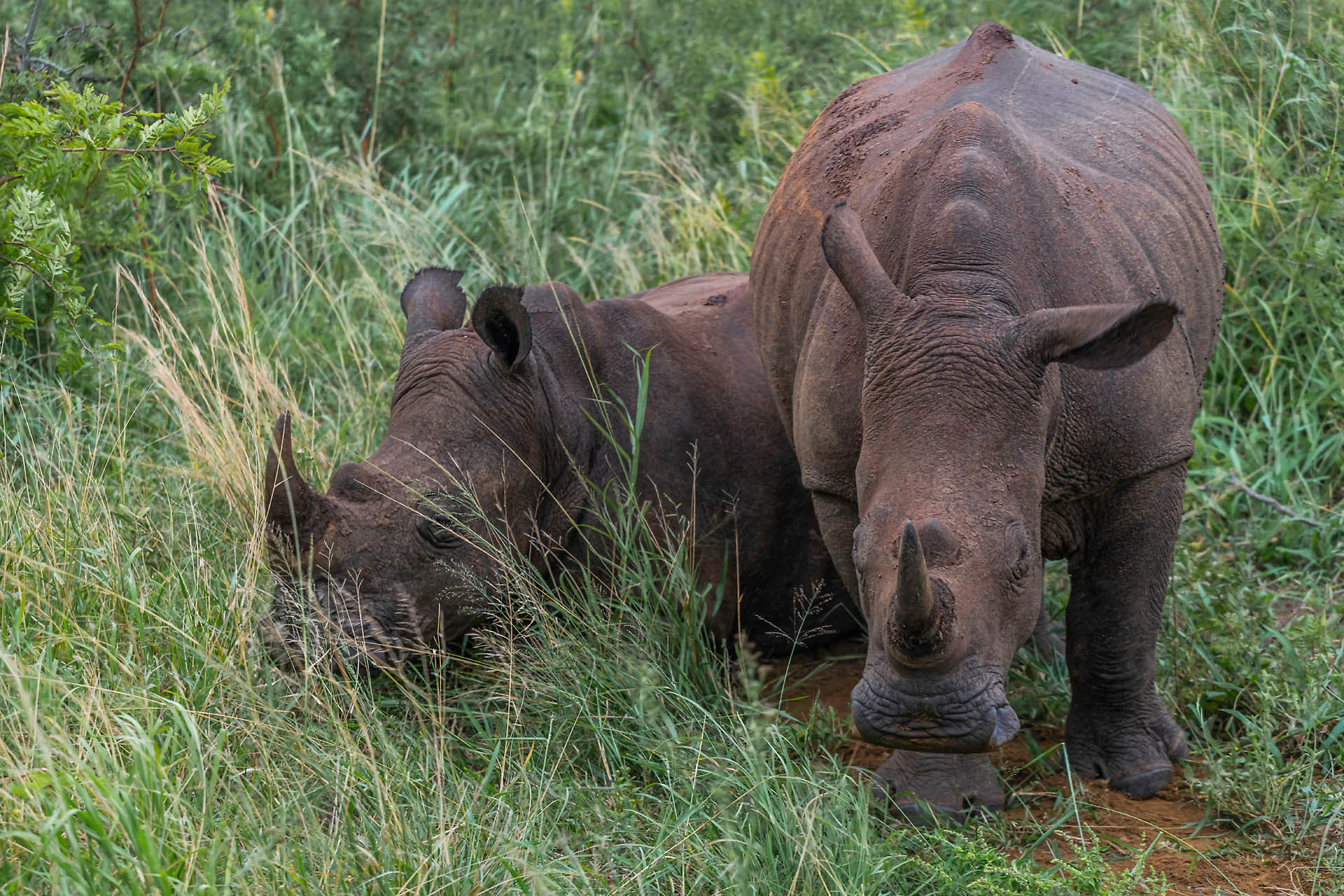 Rhinocéros blancs