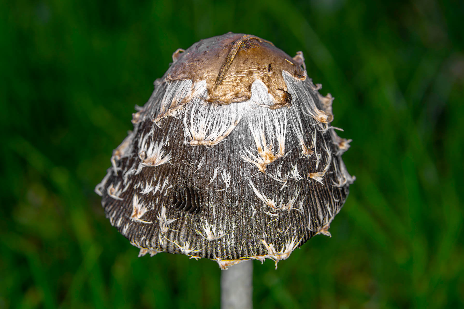 Agaricaceae