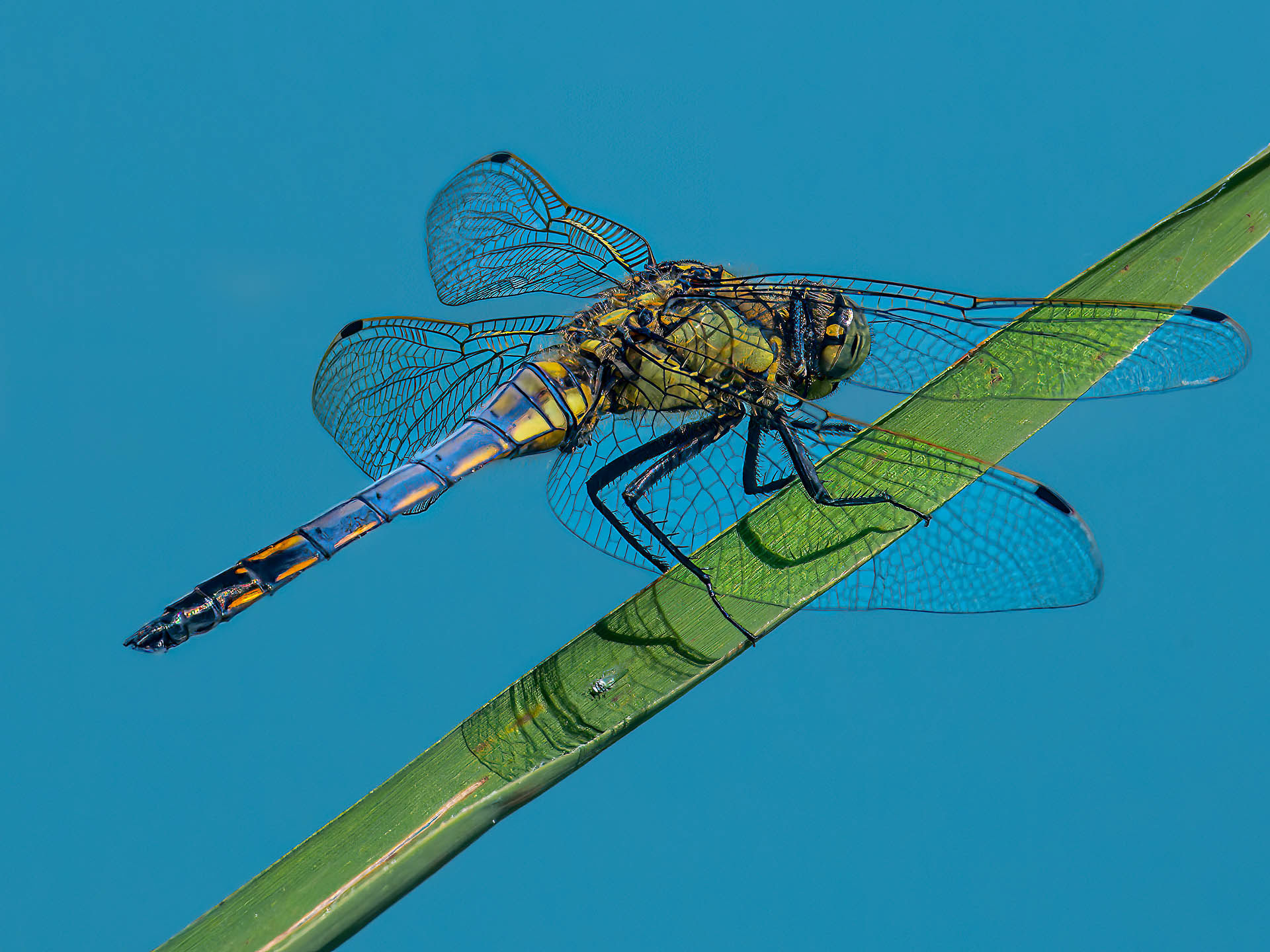 Anax empereur