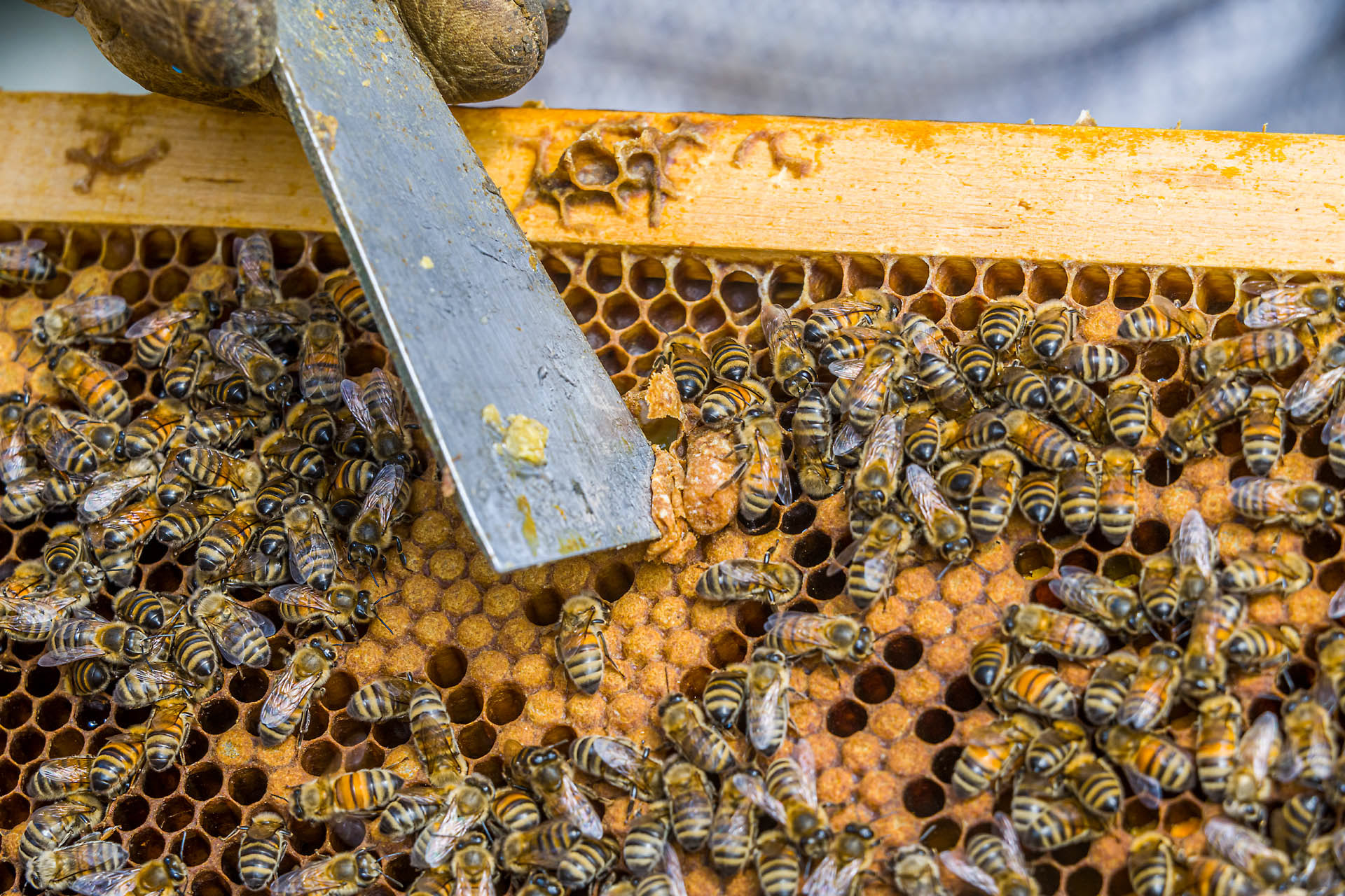 Elimination des larves de reines
