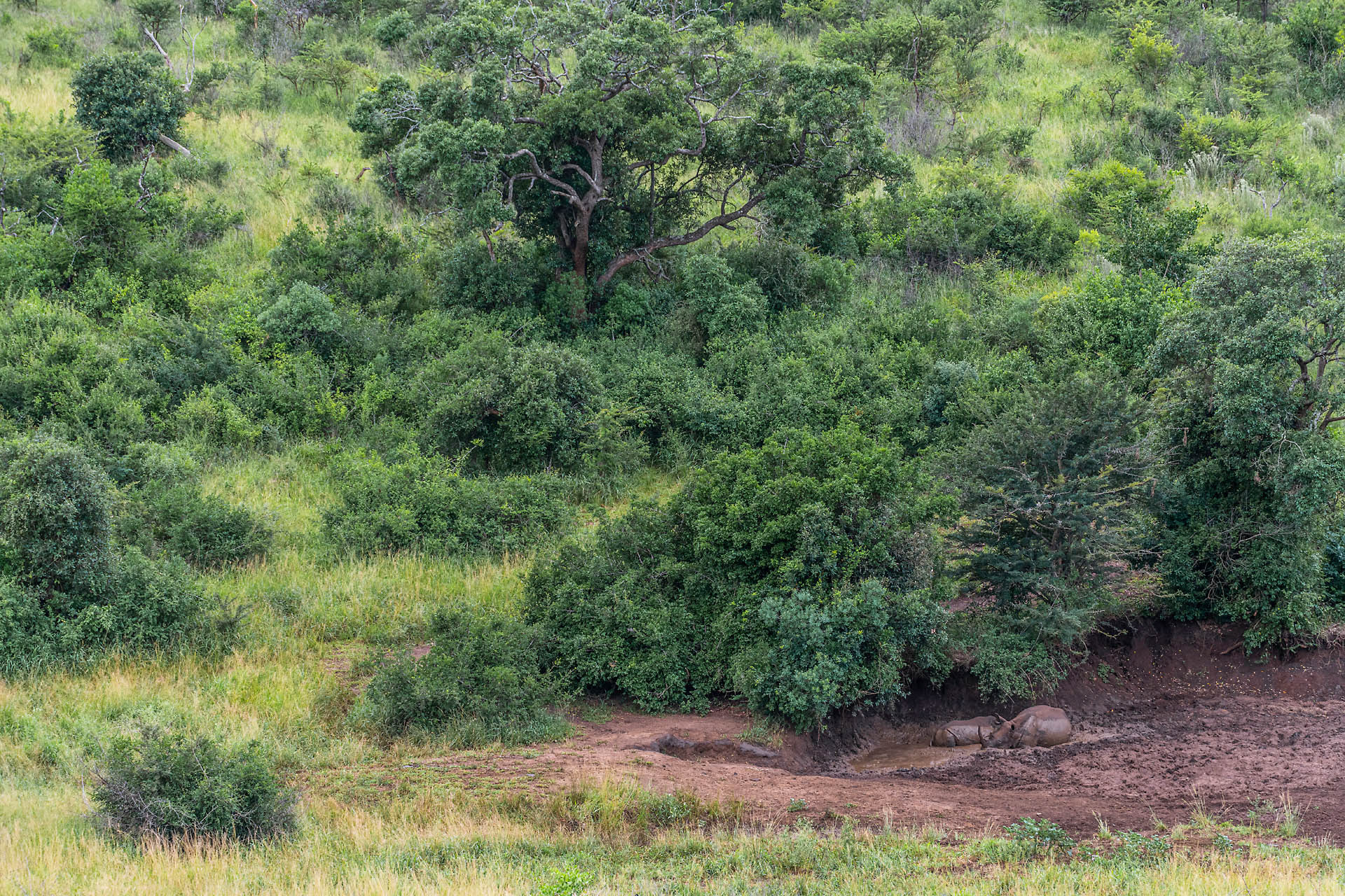 Femelle et jeune rhinocéros blancs