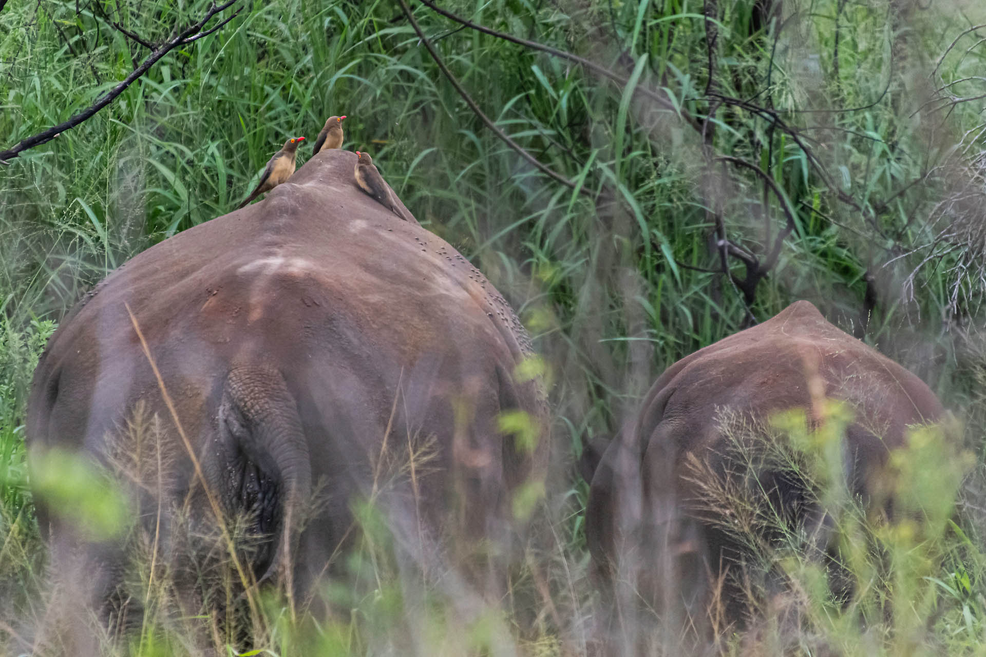 Femelle et jeune rhinocéros blancs, Buphagus sur le dos