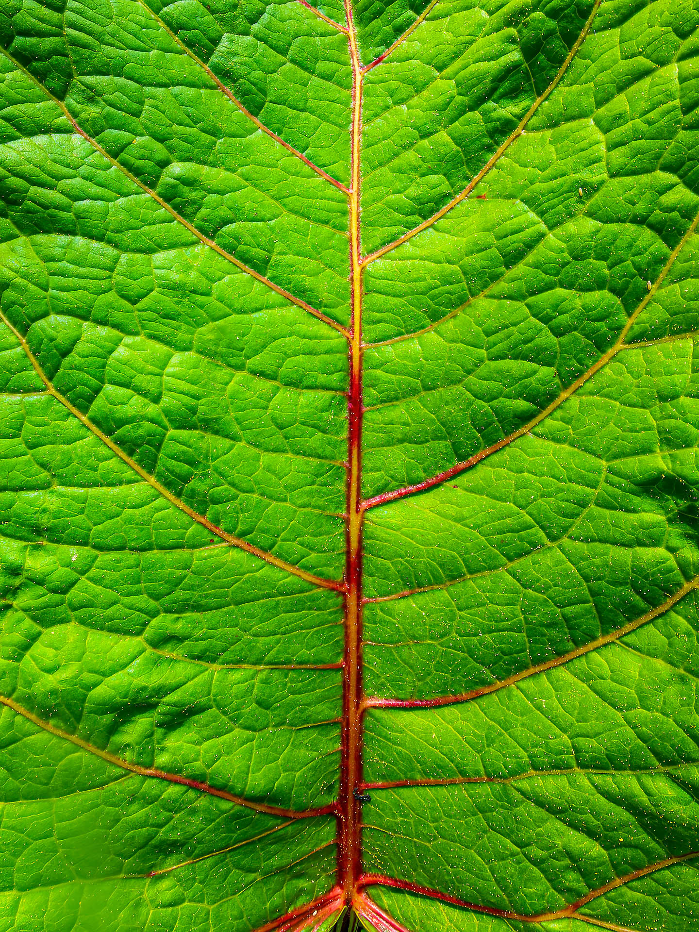 Rhubarbe