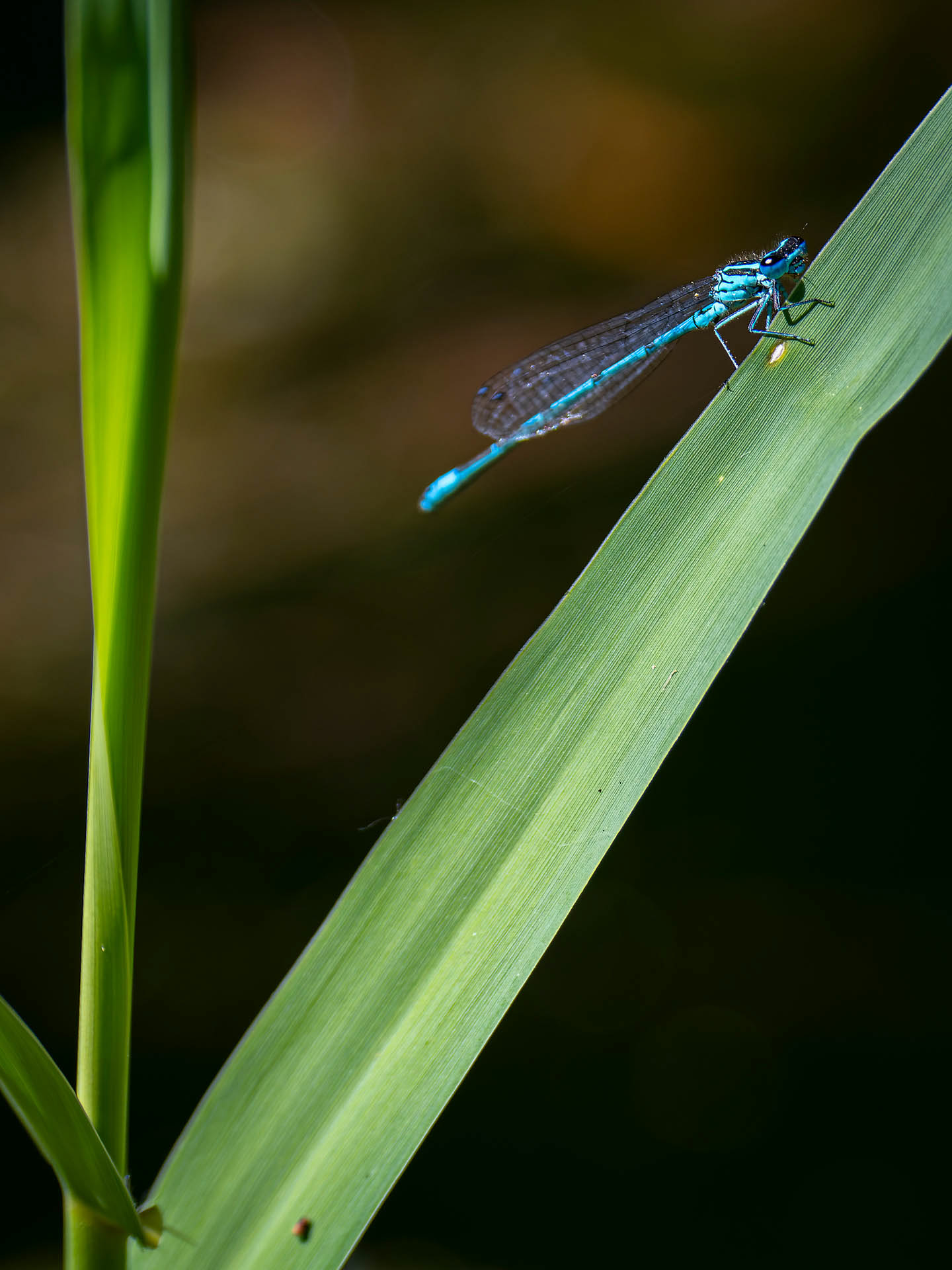 Libellule Demoiselle