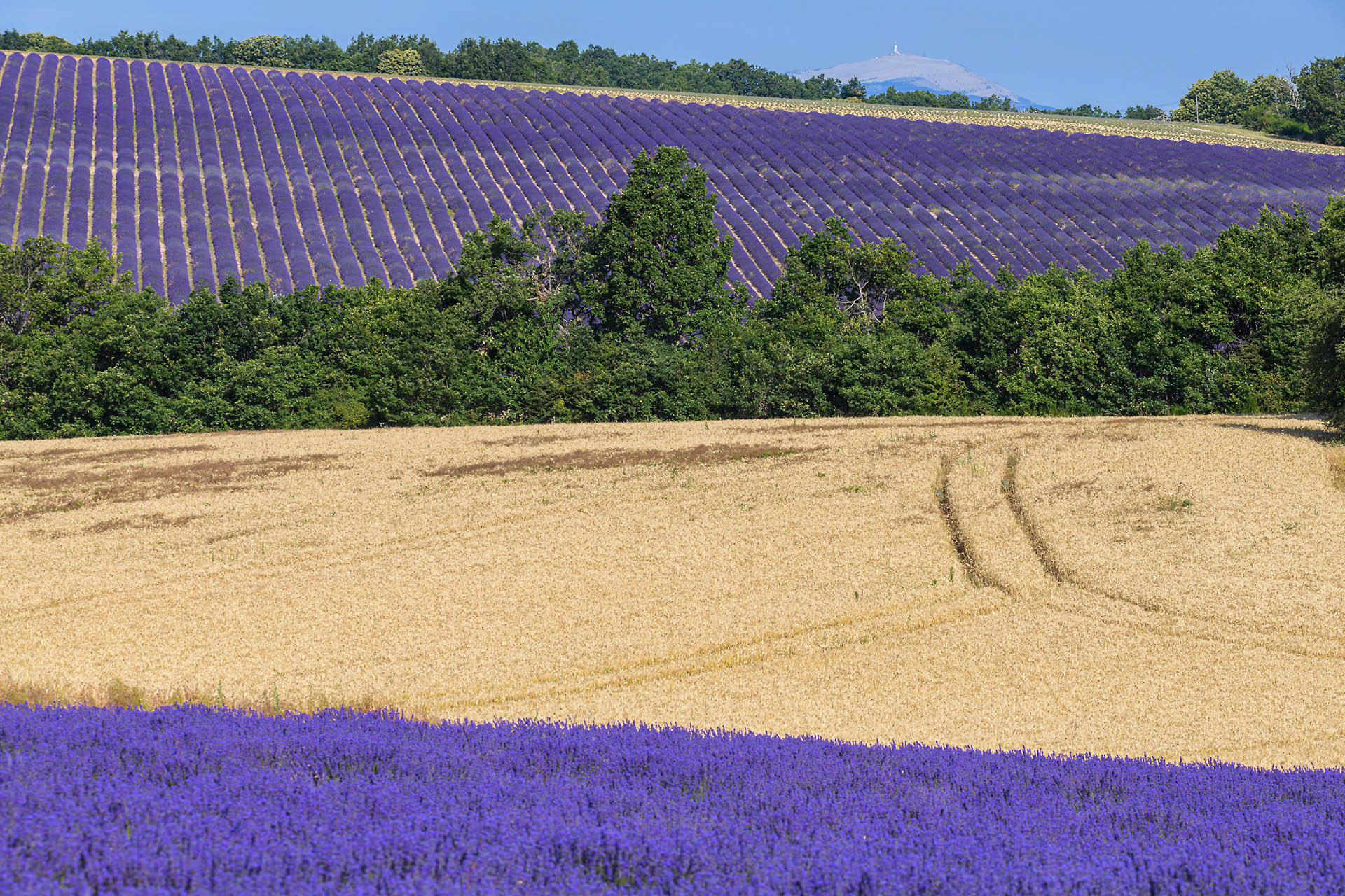 Revest du Bion (mont Ventoux en arrière plan)