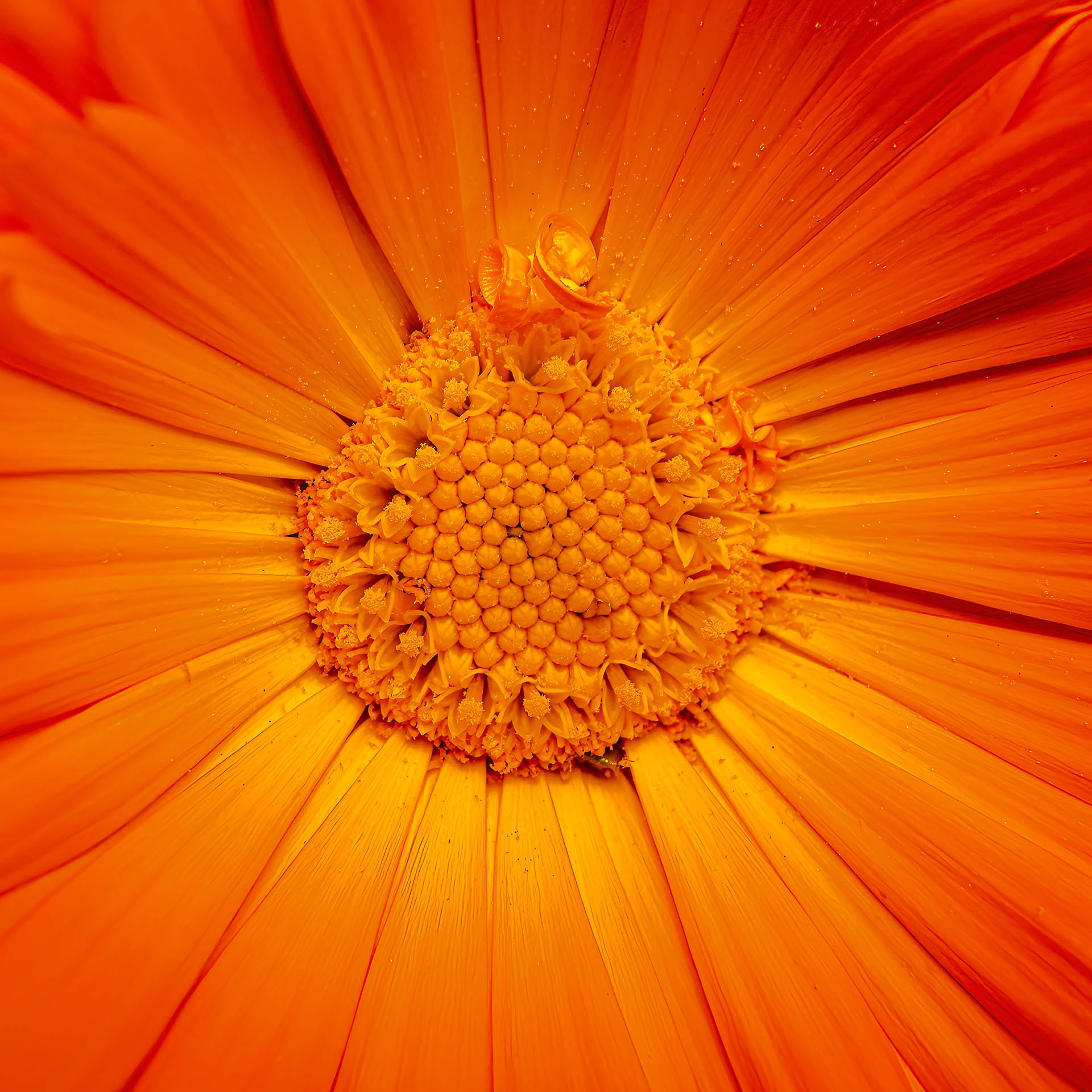 Calendula