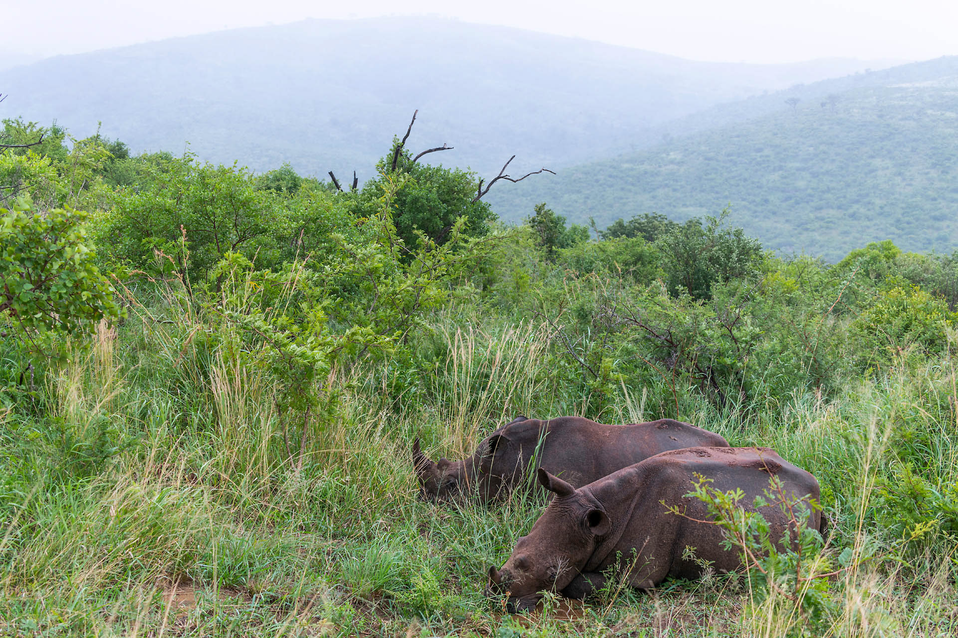 Rhinocéros blancs